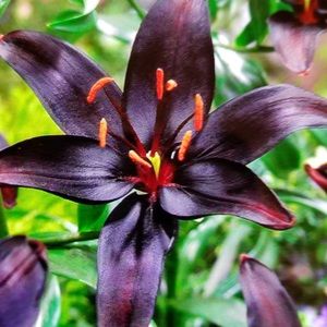 Meet your Posher, Janice